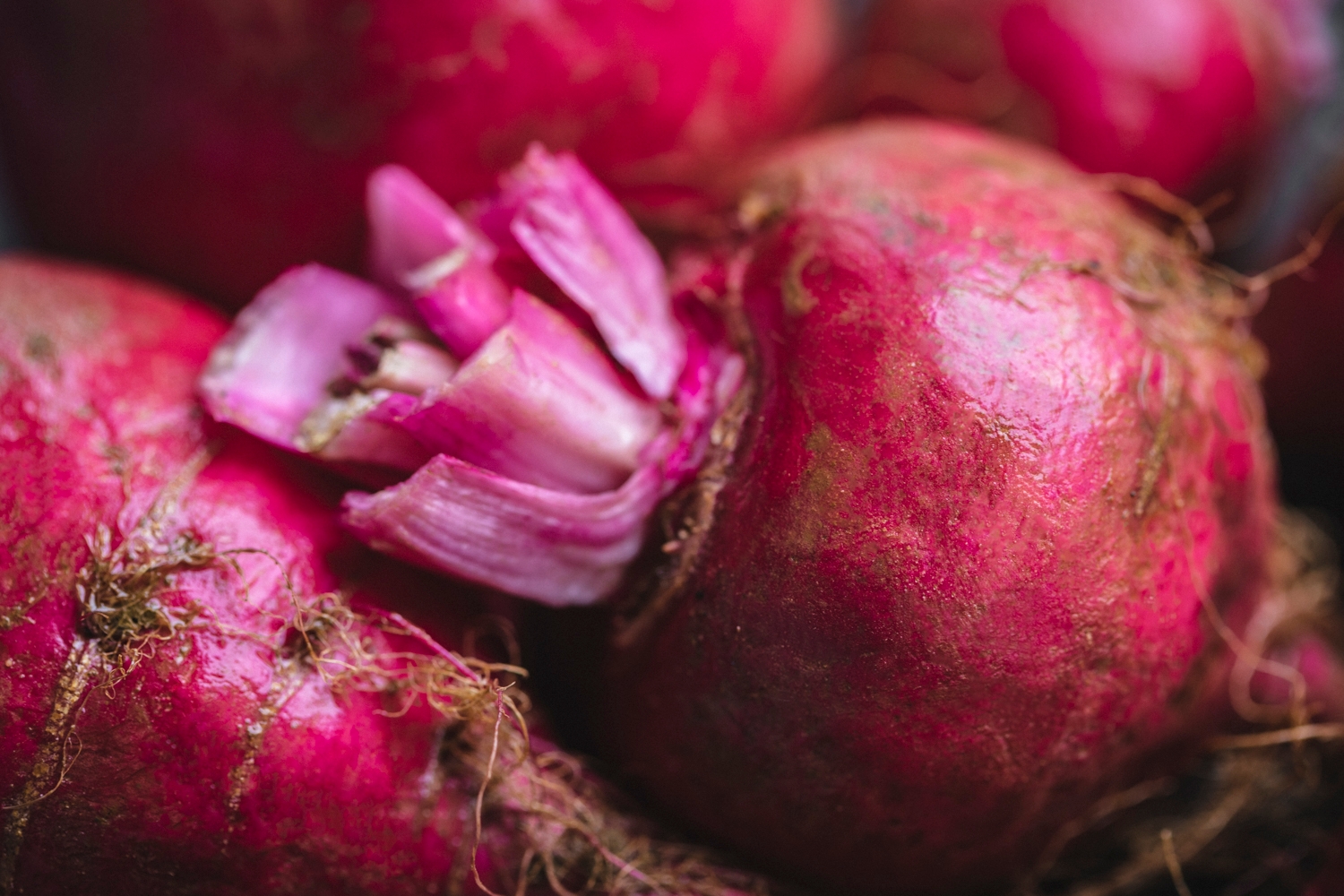 Organic Summer turnips 750g / Riverford